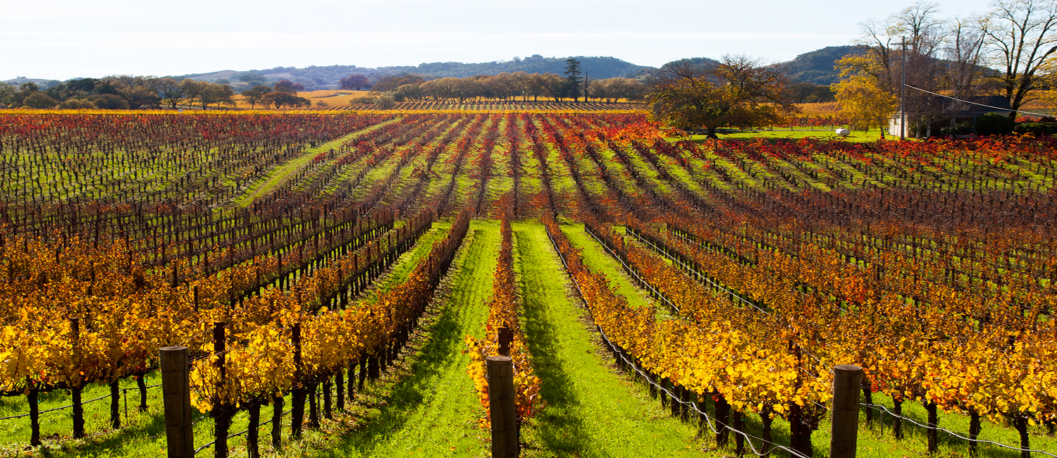 Experience the Beauty of Sonoma County